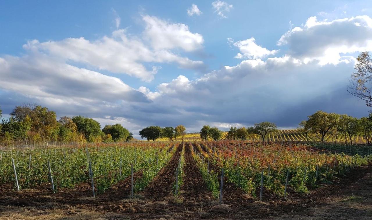 Podere Casanova & Wine Experience - Appartement *