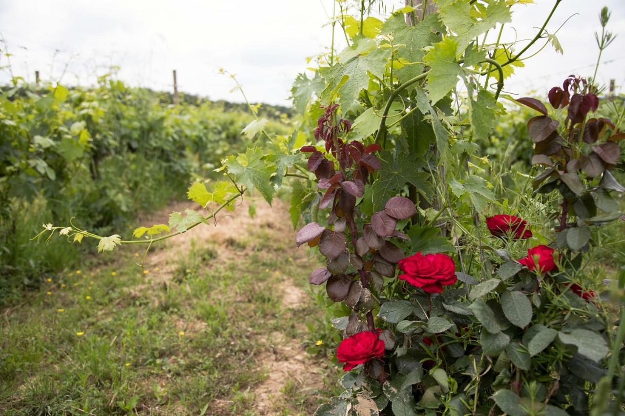 Podere Casanova & Wine Experience - *