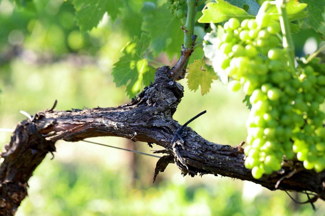 Podere Casanova & Wine Experience - Apartment